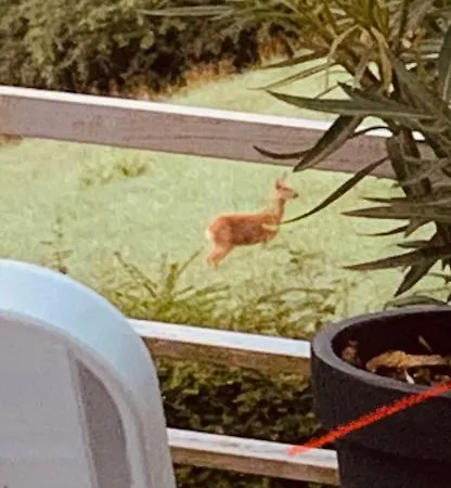 Luftkurort, Perle Des Neckartals * Hirschhorn