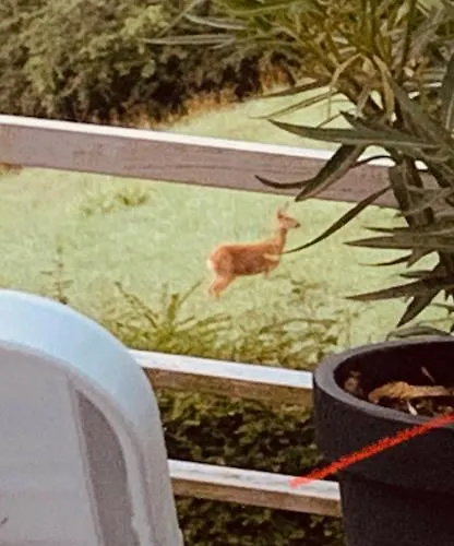 Luftkurort, Perle Des Neckartals * Hirschhorn